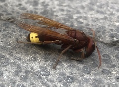 Vespa orientalis