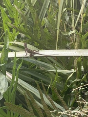 Anolis sagrei