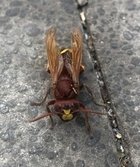 Vespa orientalis