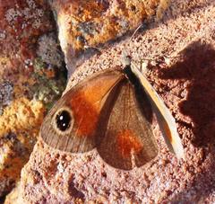Stygionympha