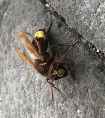 Vespa orientalis
