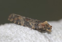 Cryptoptila australana