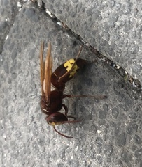 Vespa orientalis