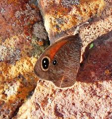 Stygionympha