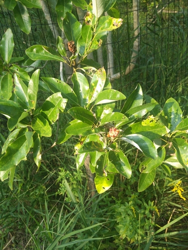 Magnolia virginiana