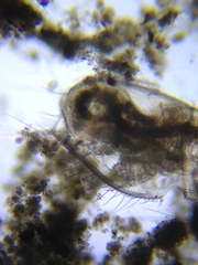 Acantholeberis curvirostris