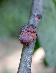 Callirhytis quercusgemmaria