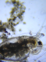 Acantholeberis curvirostris