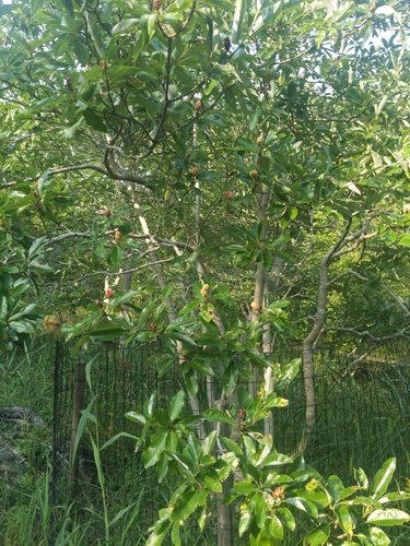 Magnolia virginiana