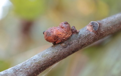 Callirhytis quercusgemmaria