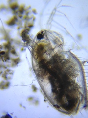 Acantholeberis curvirostris