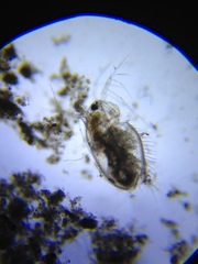 Acantholeberis curvirostris