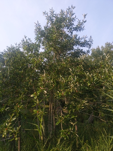 Magnolia virginiana