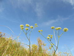 Lichtensteinia obscura