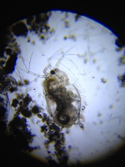 Acantholeberis curvirostris