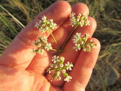 Lichtensteinia obscura