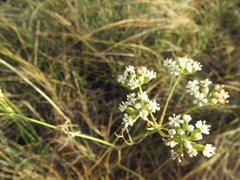 Lichtensteinia obscura