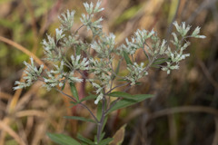Eupatorium altissimum