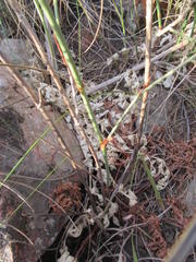 Lichtensteinia obscura