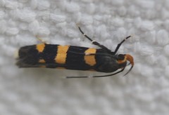Limnaecia polycydista