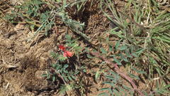 Indigofera sanguinea