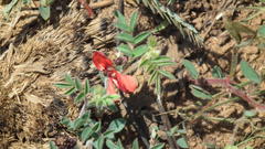 Indigofera sanguinea