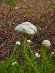Metalasia pulchella