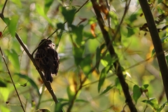 Passer domesticus × italiae