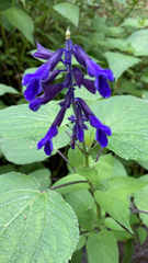 Salvia concolor