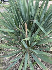 Yucca filamentosa