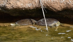 Apalone spinifera emoryi