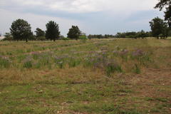 Limonium sinuatum sinuatum