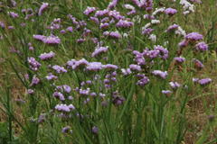 Limonium sinuatum sinuatum