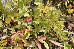 Potentilla glaucophylla