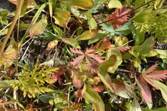 Potentilla glaucophylla