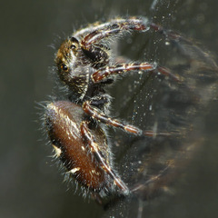 Salticinae