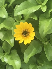 Helianthus debilis