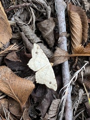 Macaria aequiferaria