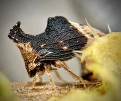 Entylia carinata