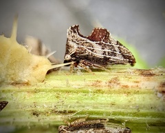 Entylia carinata