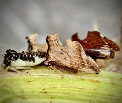 Entylia carinata