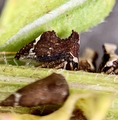 Entylia carinata