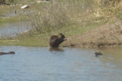 Myocastor coypus
