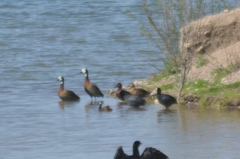 Fulica leucoptera