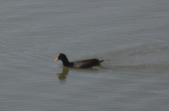 Fulica rufifrons