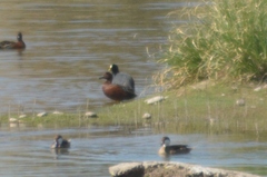 Fulica armillata