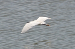 Egretta thula