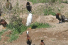 Egretta thula