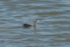 Podilymbus podiceps