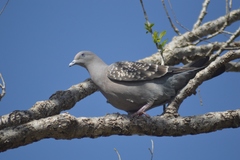 Patagioenas maculosa